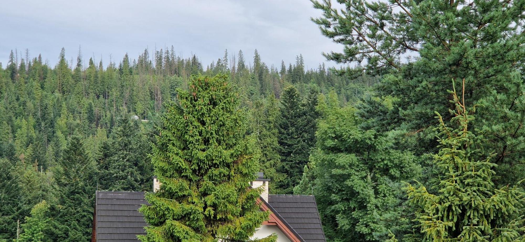 Pokoje Apartamenty Pod Limbą Zakopane Exteriér fotografie